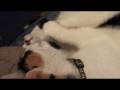videos de Toe sucking cat