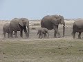 Herd of Elephants in the Amboseli