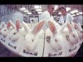 Animal Testing : The sad reality