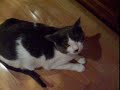 Cat tippin\