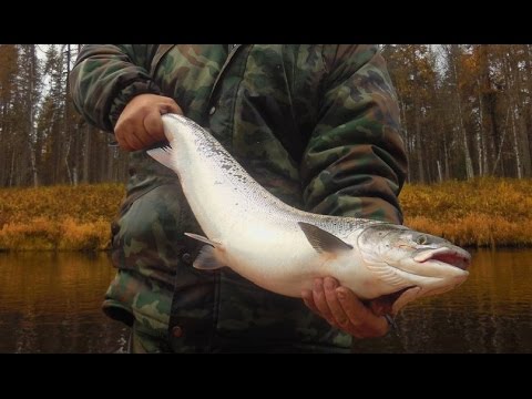 рыбалка в архангельской области видео 2016 рыбалка в архангельской области видео 2016