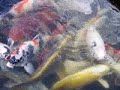 Carpes Japonaises Carpes Japonaises