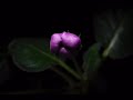 A Flowers Life =) Time Lapse of Flower Blooming