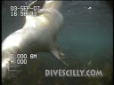 videos de 'Isles of Scilly' Grey Seal Encounter S.W.A.L.K. divescilly UK diving Videoray ROV