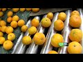  Sacramento Hearst-Argyle KCRA fruit mandarins
