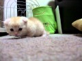 Kucing paling kiut