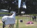 ?Ashleigh & Tommy BareBack & Halterless Jumping & Cantering? ?Ashleigh & Tommy BareBack & Halterless Jumping & Cantering?