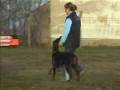 DarkFall Dog School Gucha dog Show.wmv