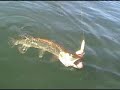 Tiger Musky Fishing from Kayak