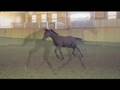 Lord Sinclair/Harvard Filly