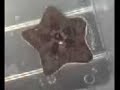 Animal Diversity 8 - Echinodermata Part 2