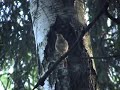 Thrush Nightingale Thrush Nightingale