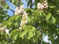 les Fleurs de Marronniers