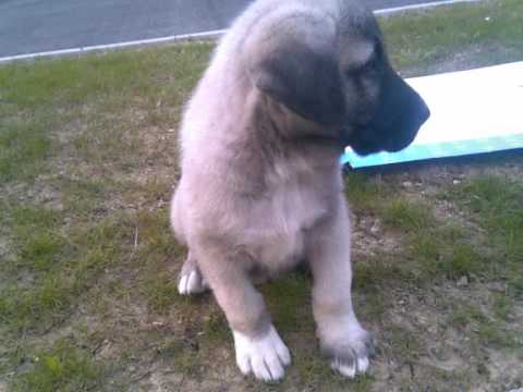 KANGAL YAVRUSU