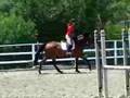FOR SALE: Cassanova 6 y.o. Belgian Hunter (16 y.o. rider up)