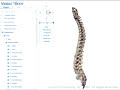 Visible Body:  3D Human Anatomy