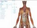 Visible Body:  3D Human Anatomy