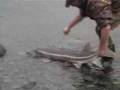 Catchin Some Sturgeon