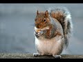 umbrella-chipmunk-version.html