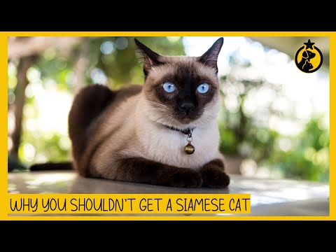 6 Reasons Why You Shouldn't Get a Siamese Cat