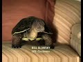 The Slowskys - Hide And Seek