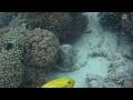 Beautiful snorkeling trip from boat out from ...