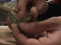 Origami frog out of a dollar bill