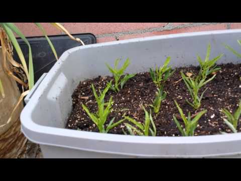 how to transplant umbrella plant