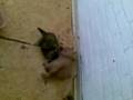 videos de Rattenkillerkatzen