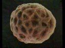 Formation of Fetus - Koranic Explaination