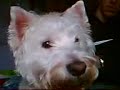 Westie with dancing ears! FUNNY, MUST WATCH!