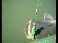 GSI in versione BIG FISH ADVENTURES