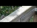 Wesp maakt schuine bocht