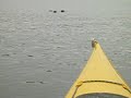 Three Otters on Chittenden Reservoir