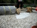 Eurasier - Welpen 6 Wochen alt Eurasier - Welpen 6 Wochen alt