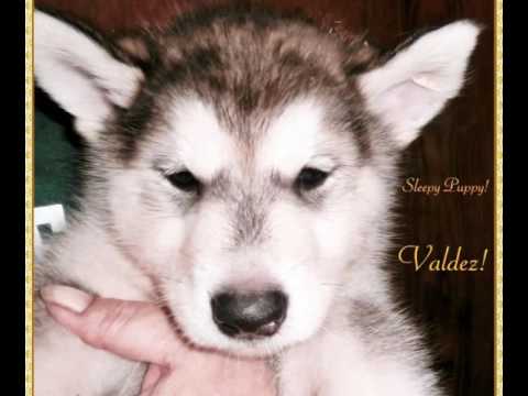 Wasilla and her siblings!