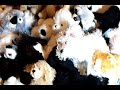 The Original Webkinz (Un-official) Theme Song The Original Webkinz (Un-official) Theme Song