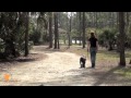 Max the Standard Schnauzer pup at FINE-TUNED CANINES Board and Train dog training camp in Naples, FL