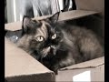 Smooshy Loves Boxes Smooshy Loves Boxes