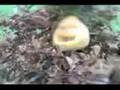 Mr jullien the potato king