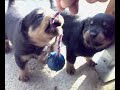Rottweiler 1 month-Albin K