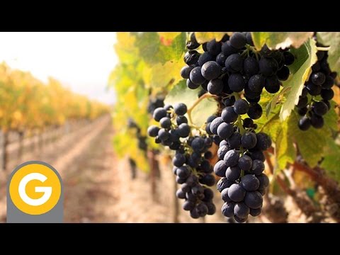 ABC Vinos - Capitulo 1: La vid