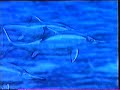 Dinosaur Animation 4: Sea and Air