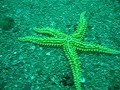 Diving off Cies Islands, Galicia, Spain