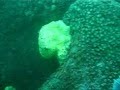 Diving off Cies Islands, Galicia, Spain