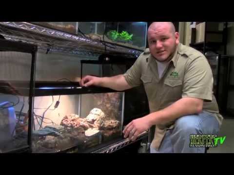 YouTube reptile video