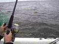 Blue Fishing 2008  Kids Staten Island April Clip 3