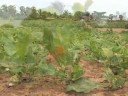 Vegetable Farming in Tettekope, Ghana