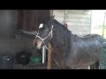 Wet ponies