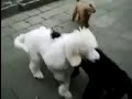 Gitty´s Poodles Gitty´s Poodles